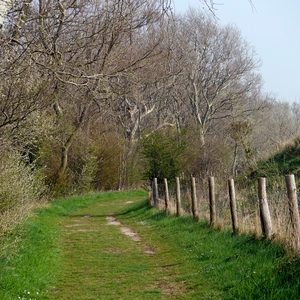 Chemin recouvert de pelouse entre clôture et forêt - France  - collection de photos clin d'oeil, catégorie paysages